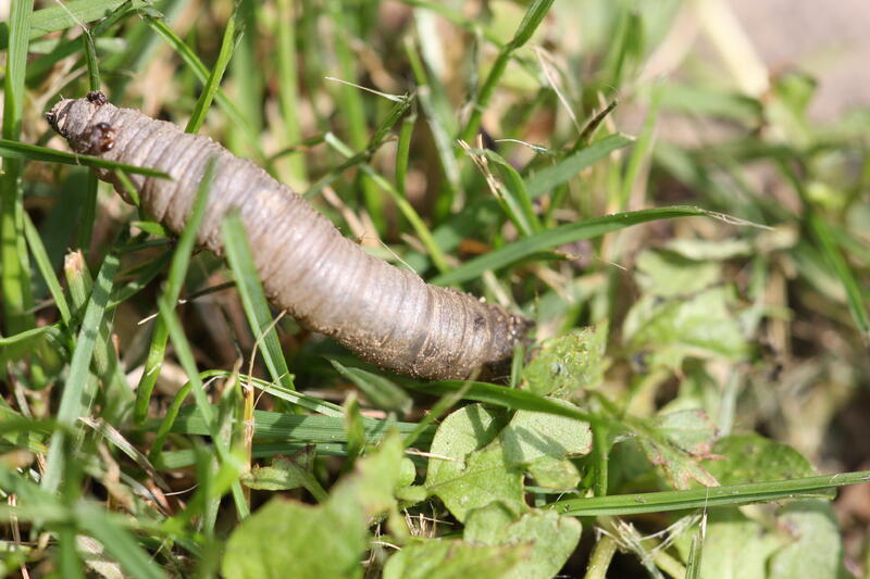 Wiesenschnaken Larve