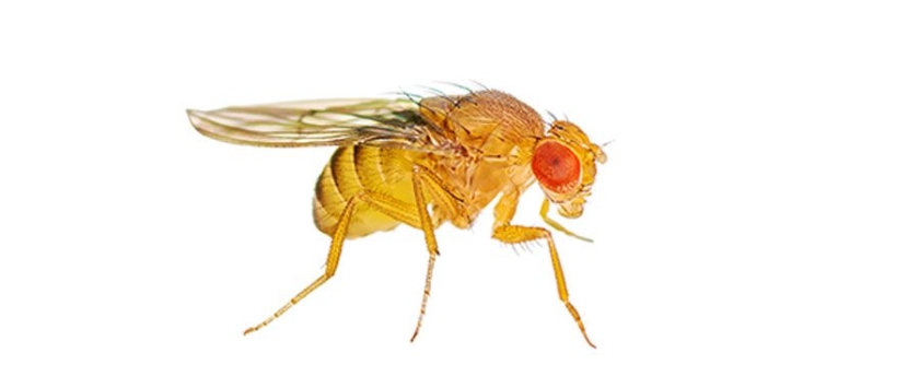 Fruchtfliegen