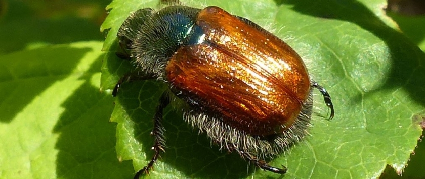 Gartenlaubkäfer