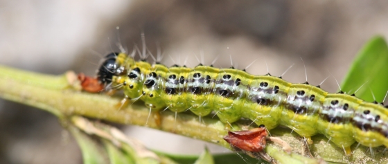 Biologische Bekämpfung des Buchsbaumzünslers