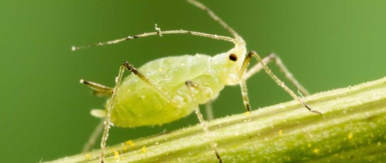 Blattläuse biologisch bekämpfen