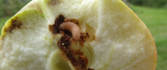 Apfelwicklerlarven im Sommer, Herbst und Winter bekämpfen