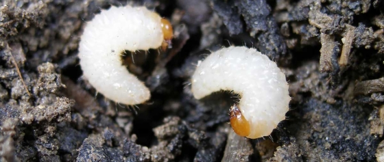 Was sind eigentlich Nematoden?
