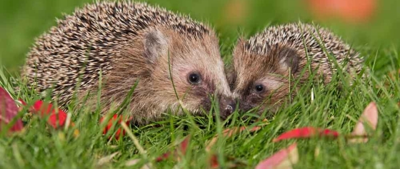 Igel füttern und fördern