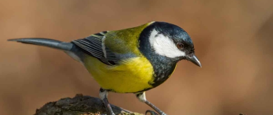 Nisthilfen für Gartenvögel – Tipps zur richtigen Wahl, Anbringung und Pflege