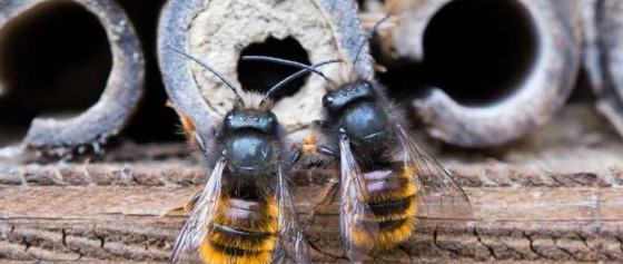 Wildbienen – Die Bestäuber