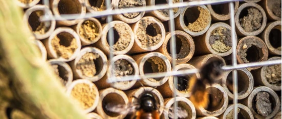 Wildbienen – solitäre Bestäuber