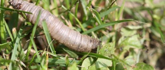 Der Rasenschädling-Wiesenschnake