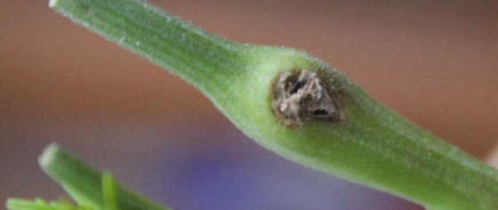Schmetterlinge – Freund oder Feind?