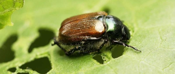 Gartenlaubkäfer biologisch bekämpfen