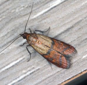 Häufige Schädlinge in Garten und Haus