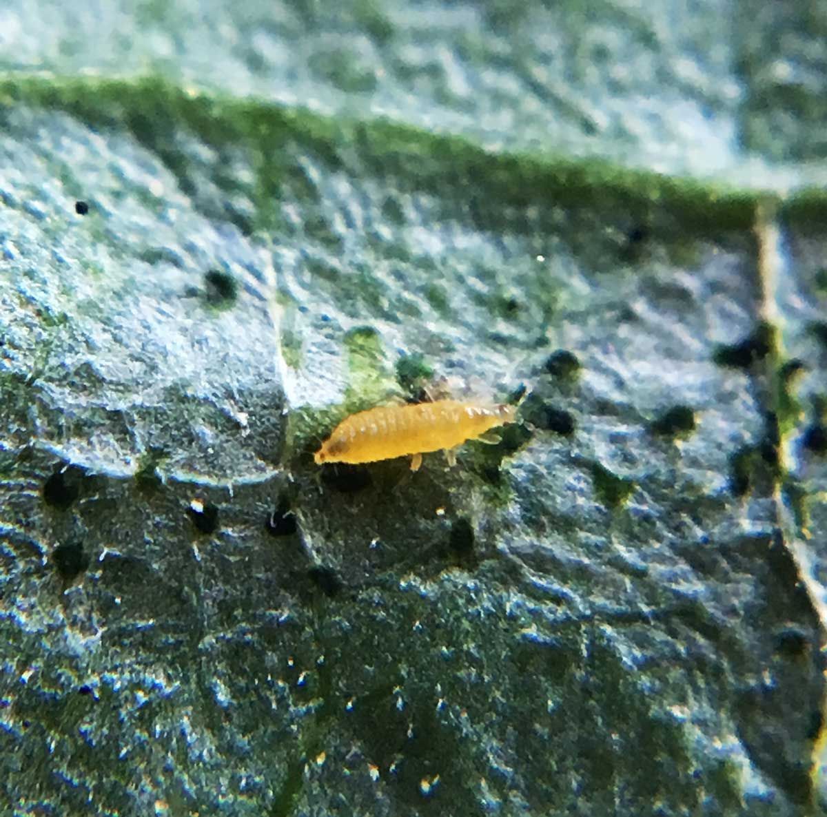 Häufige Schädlinge in Garten und Haus