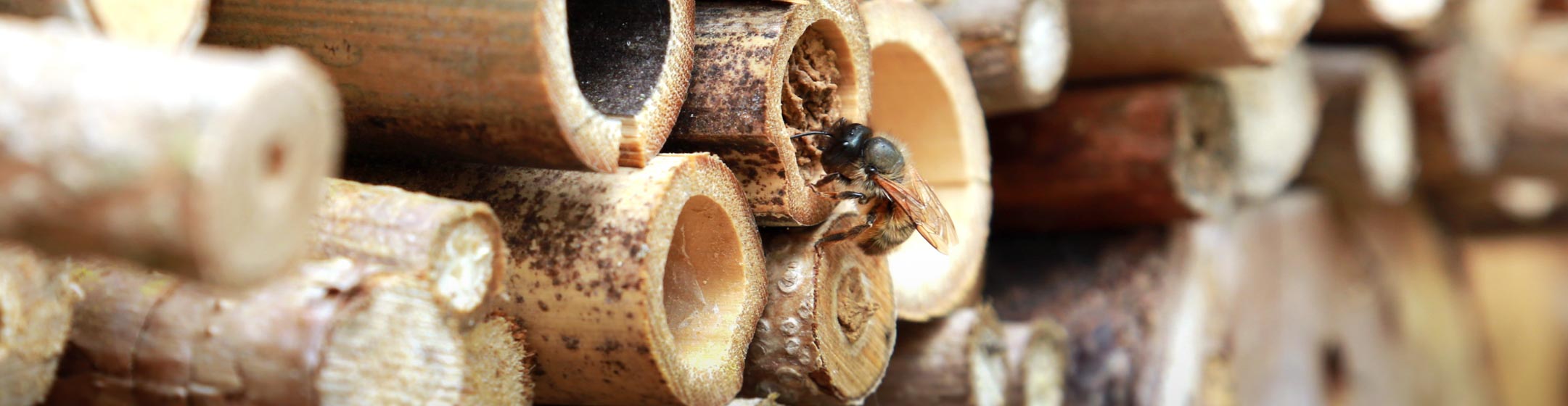 Wildbienen bei der Arbeit