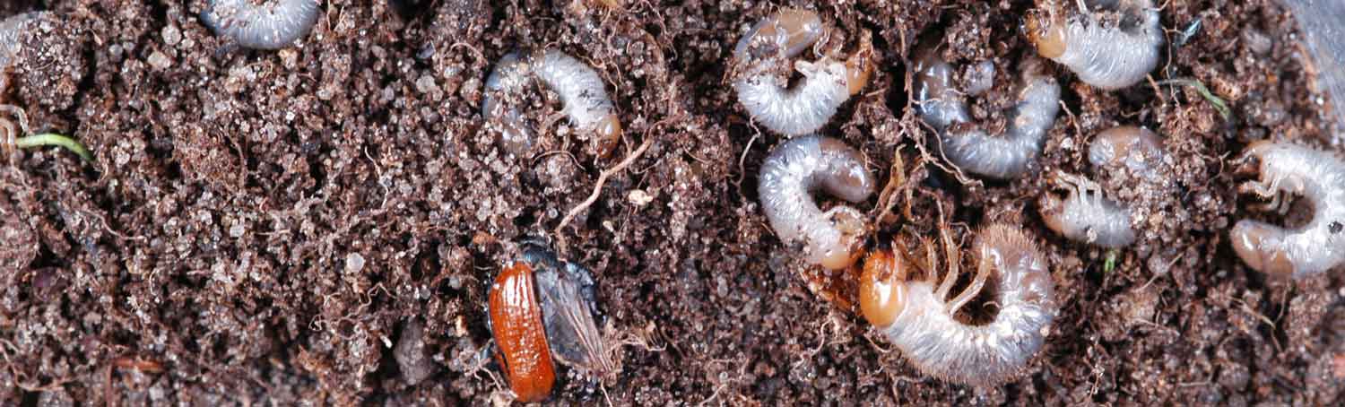 Gartenlaubkäfer Larven und Hüllen