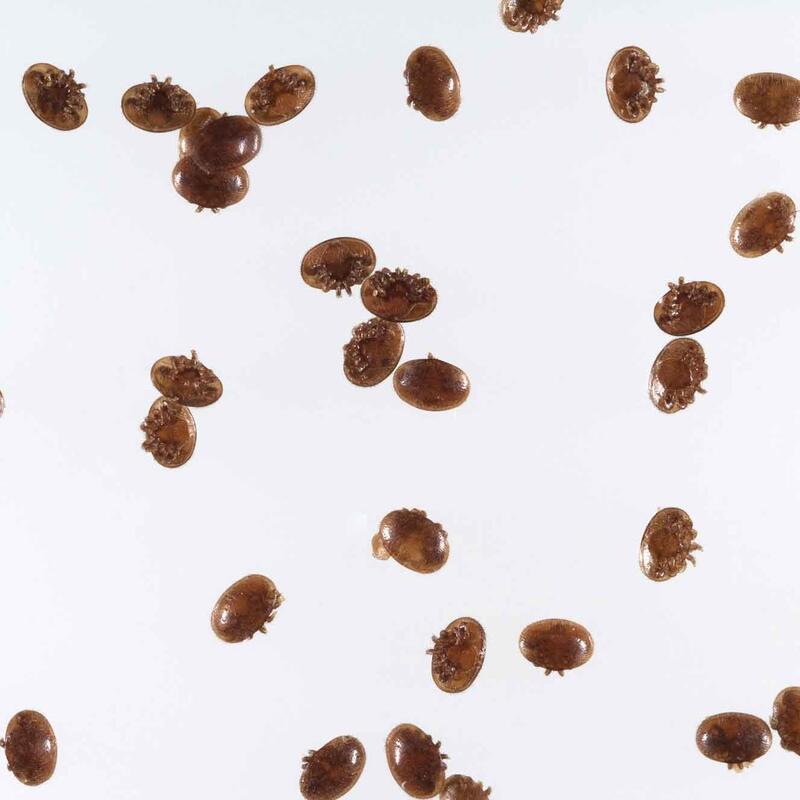 © AdobeStock_by_Ruckszio