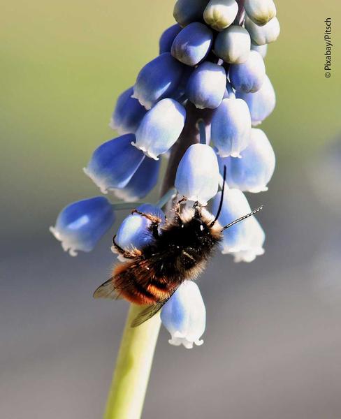 Wildbienen