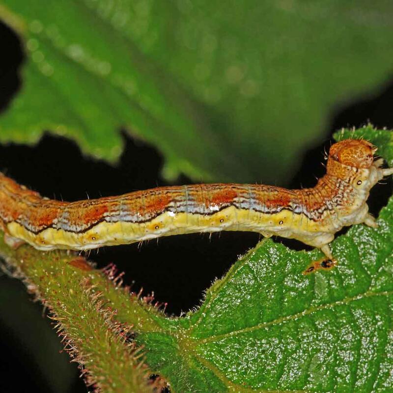 © AdobeStock_by_Tim's-insects