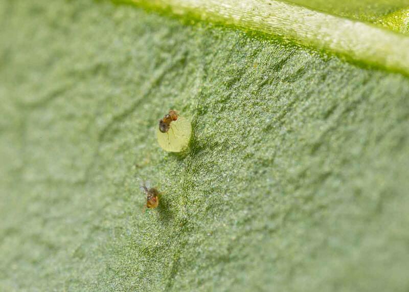 Erzwespen Trichogramma brassicae