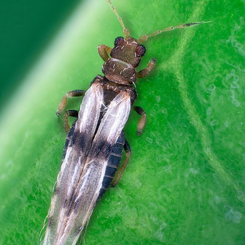 ©Dr. Manfred Ulitzka