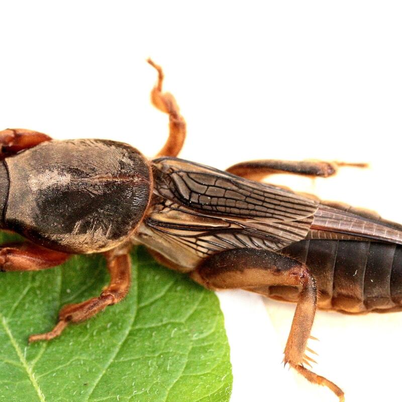 ©E-Nema_Maurus_Senn