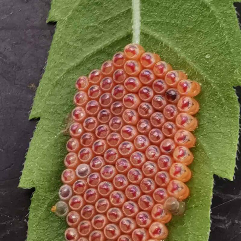 ©Helmut_Rosenberger