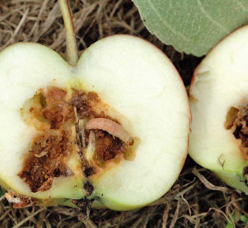 Apfelwickler biologisch bekämpfen