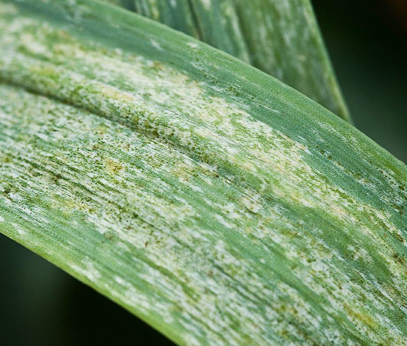 ©Dr. Manfred Ulitzka