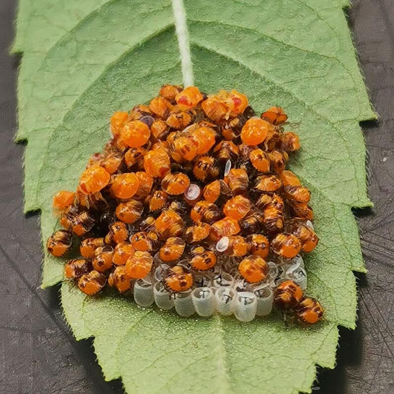 ©Helmut_Rosenberger