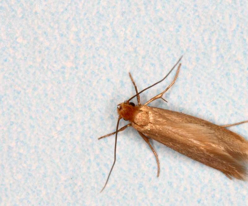 ©AdobeStock_by_zagorskid