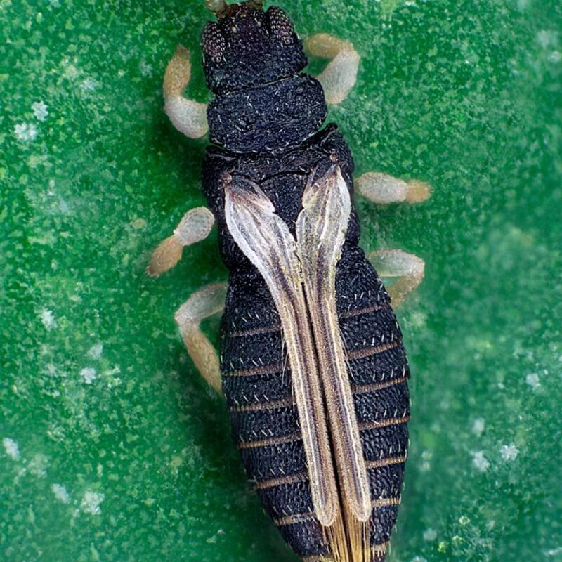 ©Dr. Manfred Ulitzka