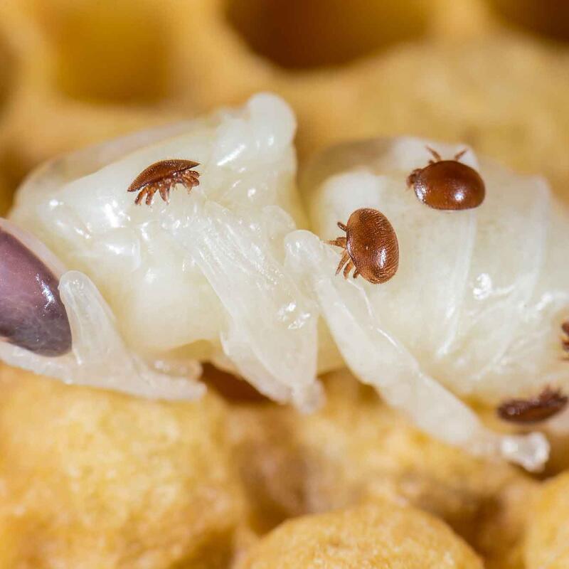 © AdobeStock_by_mirkograul